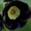Primula Auricula Rabley Heath - Abriachan Nurseries